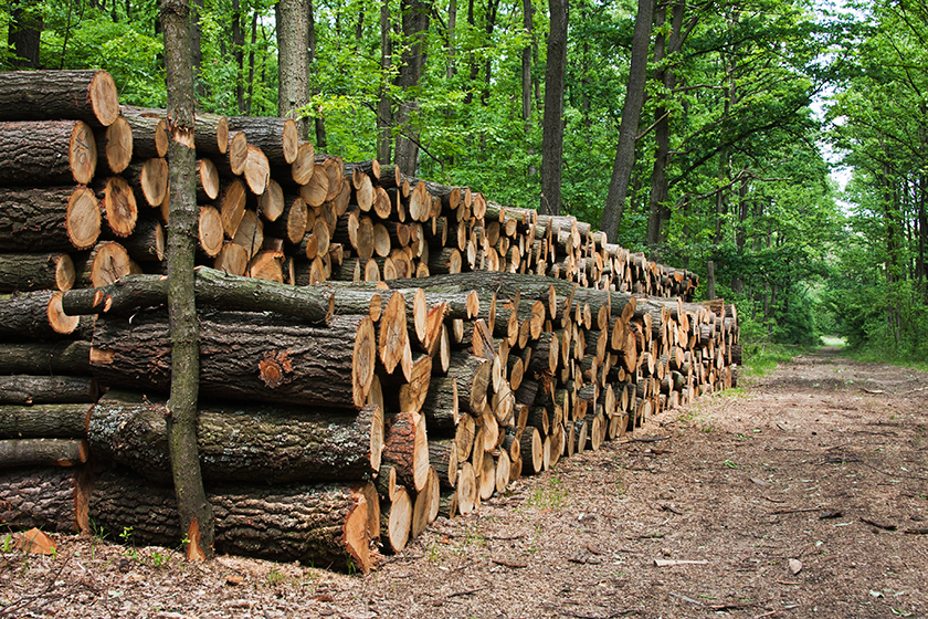 Feuchtes Holz: keine gute Idee